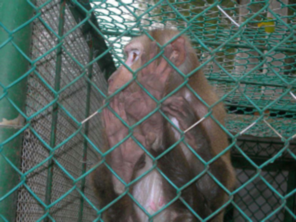 動(dòng)物園防護(hù)柵欄圖片1